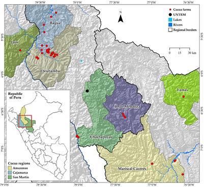 Genetic Groups of Fine-Aroma Native Cacao Based on Morphological and Sensory Descriptors in Northeast Peru